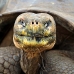 tortoise_galapagos_pa_v_0121_ecu2161.jpg